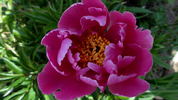 Fen Yu Nu peony photo