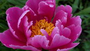 Fen Yu Nu peony photo