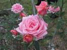 Pierrine rose photo