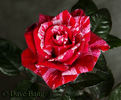 Code of Honor rose photo