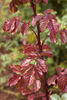 2010-OPW rose photo