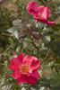 2010-OPW rose photo