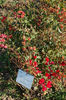 Red Triumph rose photo
