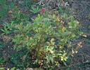Hollandia rose photo