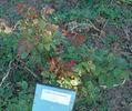 Weisse Gruss an Aachen rose photo