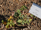 Florex rose photo