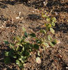 Summer Queen rose photo