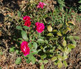 Lafayette rose photo