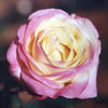 Rae Dungan rose photo