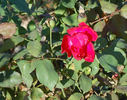 Baby Blaze rose photo