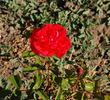 Baby Blaze rose photo