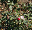Geisha rose photo