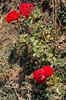 Ruth Leuwerik rose photo