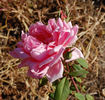 Dernburg rose photo