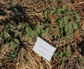 Dernburg rose photo