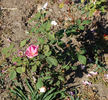 Gustav Grünerwald rose photo