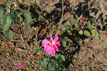 Mrs. L.B. Coddington rose photo