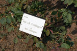 Mrs. L.B. Coddington rose photo
