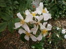 Mutagrimp rose photo