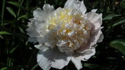 Raspberry Sundae peony photo