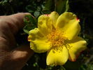 Sunburn rose photo