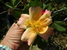 Sunburn rose photo