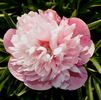 Mutabilis Plena peony photo
