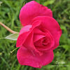 Cynthia rose photo