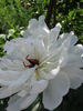 Immaculee peony photo