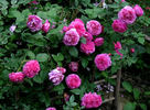 Catherine Guillot rose photo