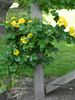 The Golden Age rose photo