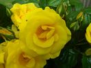 The Golden Age rose photo