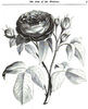 Gem of the Prairies rose photo