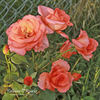 Kathleen O'Rourke rose photo