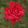 Velvet Hour rose photo