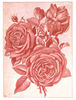 Mrs. Harry Turner rose photo