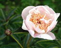 Ewelina peony photo