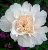 Ewelina peony photo