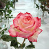Desperado rose photo