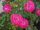 Adam's Smile™ rose photo