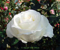 Miss Kitty rose photo
