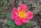 11Z1 rose photo