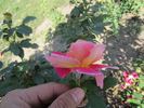 11Z1 rose photo