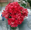 Shadow Dancer rose photo