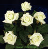 Whirlaway ™ rose photo