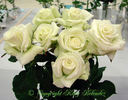 Whirlaway ™ rose photo