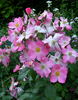 Kirsten Klein rose photo