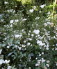 Lucy's Rose rose photo