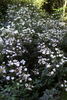 Lucy's Rose rose photo