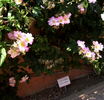 Landhaus Ettenbühl rose photo